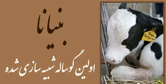 عکس گاو خنگول
