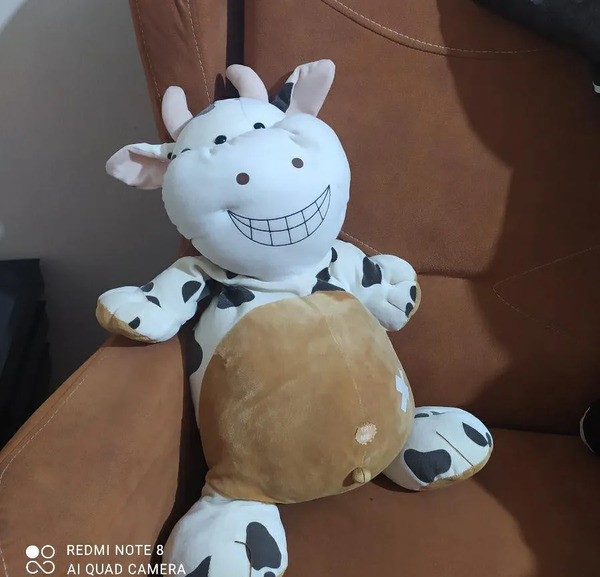 عکس گاو خنگول