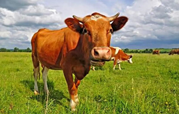 عکس گاو خنگول