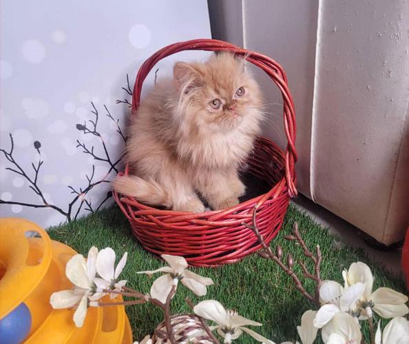 عکس گربه گارفیلدی
