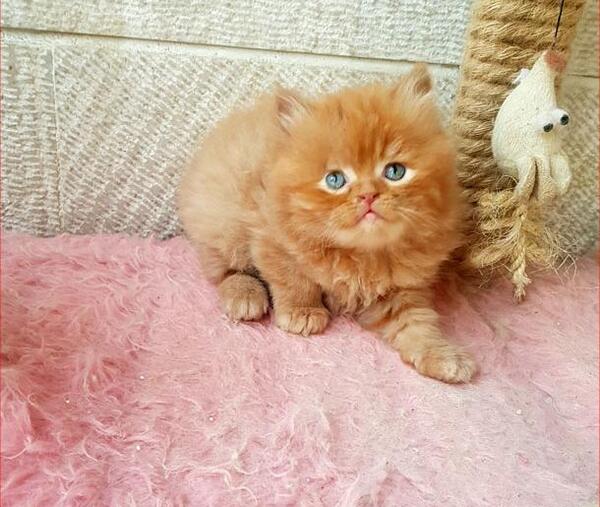 عکس گربه گارفیلدی