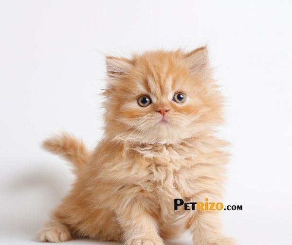 عکس گربه گارفیلد کارتونی
