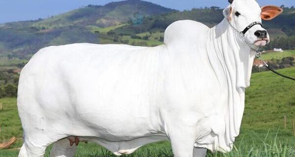 عکس گاو بزرگترین جهان