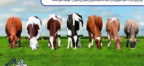 عکس گاو بزرگترین جهان