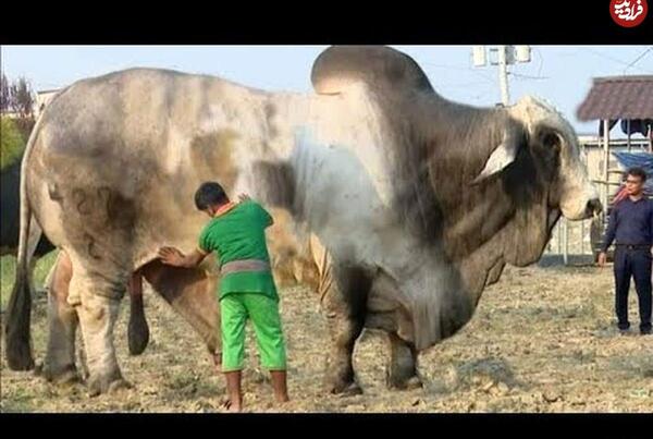 عکس بزرگترین گاو نر جهان