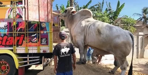 عکس بزرگترین گاو نر
