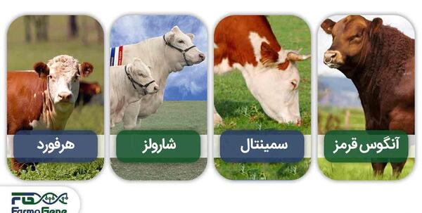 عکس بزرگترین گاو نر