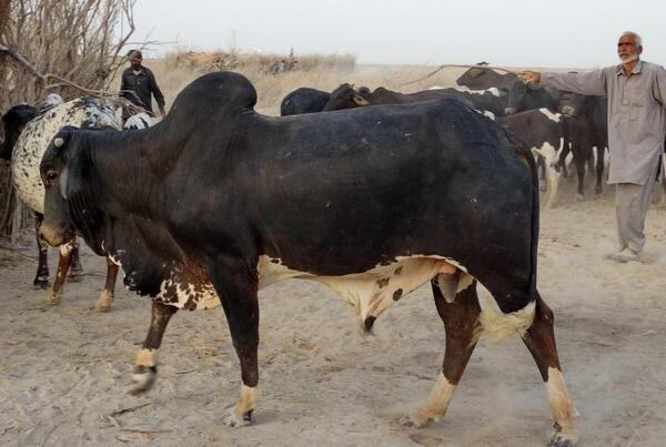 عکس بزرگترین گاو نر