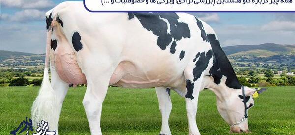 عکس بزرگترین گاو نر