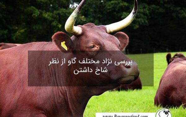 عکس بزرگترین گاو در کل جهان