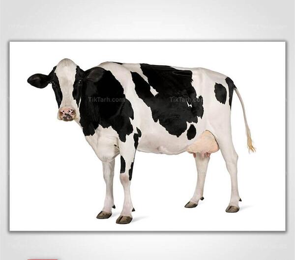 عکس بزرگترین گاو در ایران