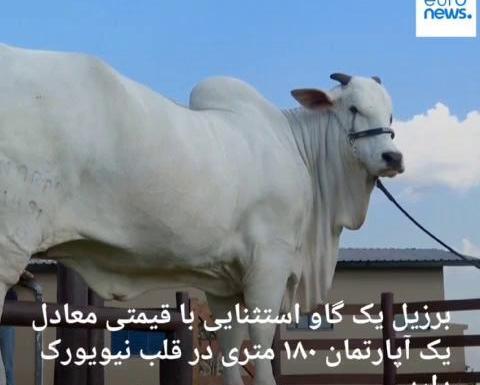 عکس بزرگترین گاو تو جهان
