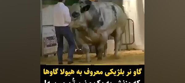 عکس گاو نر بلژیکی