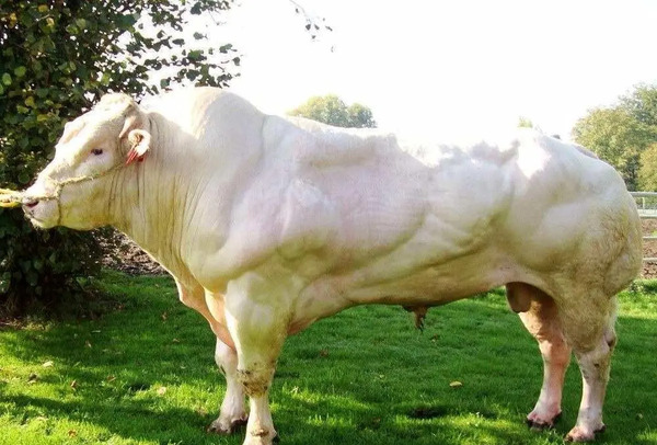 عکس گاو آبی بلژیکی