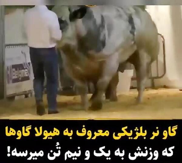 عکس گاو آبی بلژیکی
