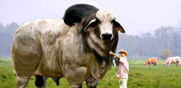 عکس گاو بچه دار