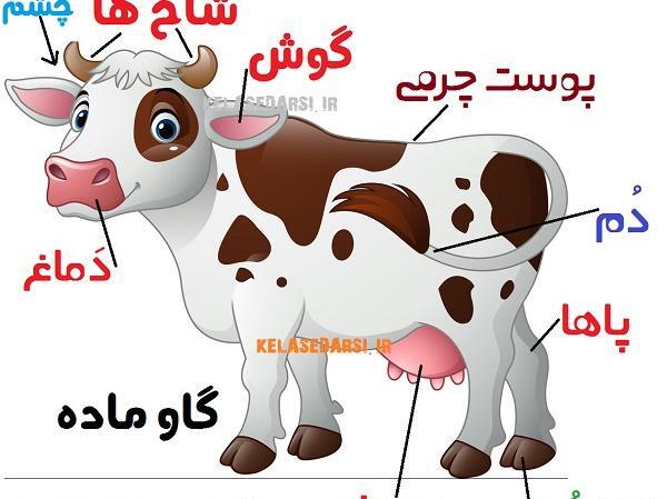 عکس گاو برای بچه