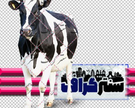 عکس گاو برای بچه