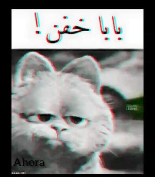 گربه عکس گارفیلد برای پروفایل