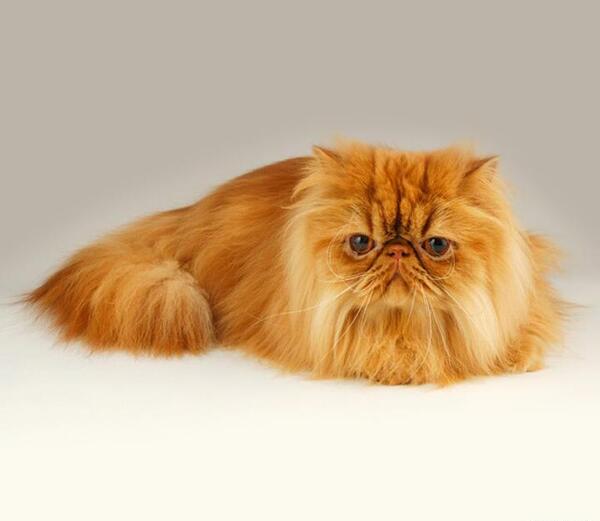 عکس گربه نژاد گارفیلد