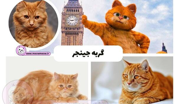 عکس های گربه گارفیلد