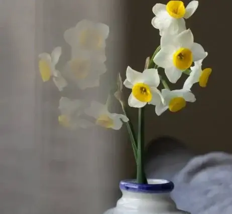 عکس هنری با گل نرگس
