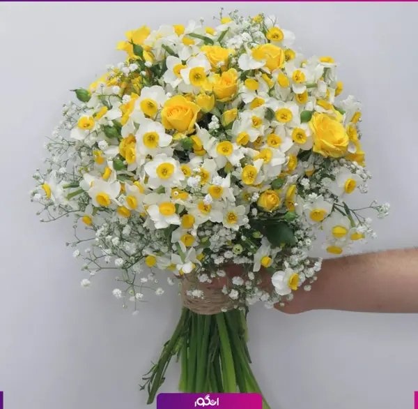 عکس هنری با گل نرگس