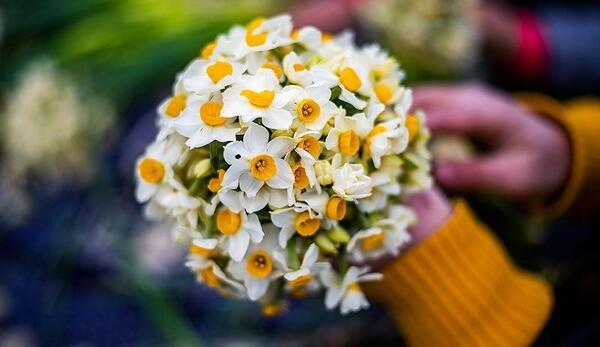 عکس هنری از گل نرگس
