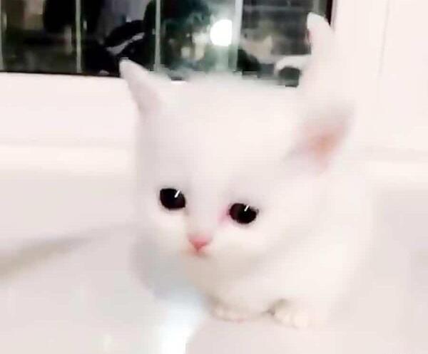 عکس گربه گوگولی مگولی برای پروفایل