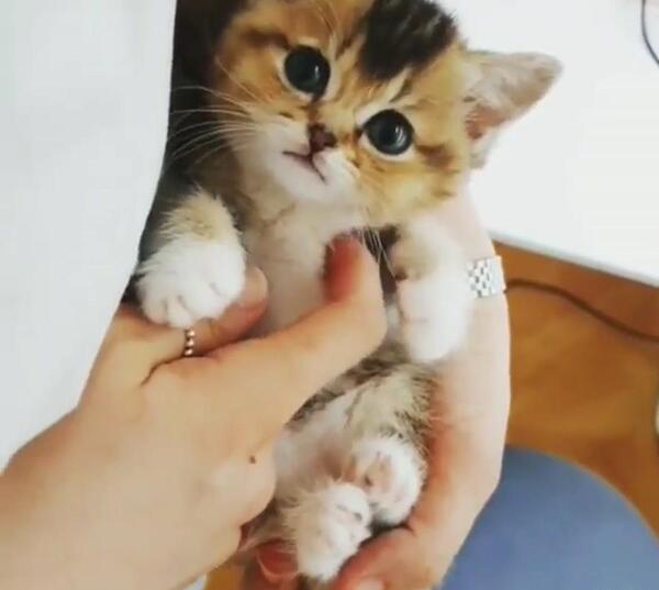عکس های گربه گوگولی مگولی