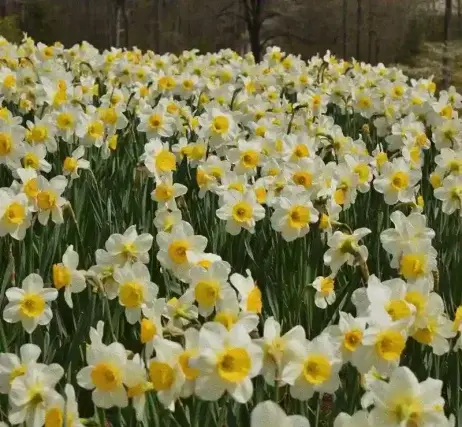 عکس تصاویر زیبای گل نرگس برای پروفایل