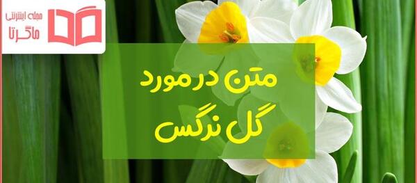 عکس تصاویر زیبای گل نرگس برای پروفایل