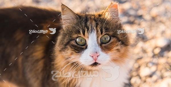 عکس گربه گربه پشمالو