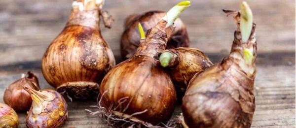 عکس پیاز گل نرگس