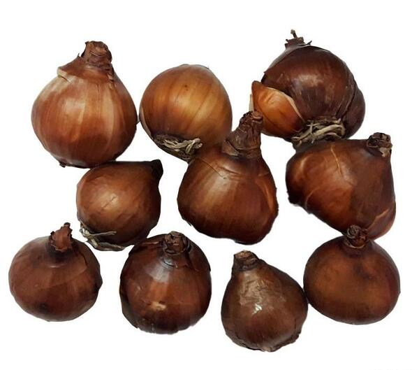 عکس پیاز گل نرگس