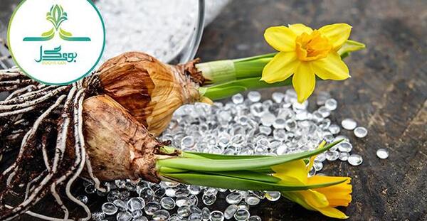 عکس پیاز گل نرگس