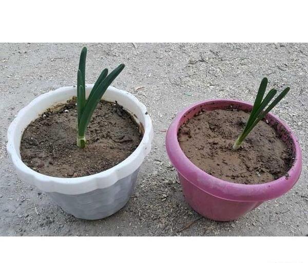 عکس پیاز گل نرگس