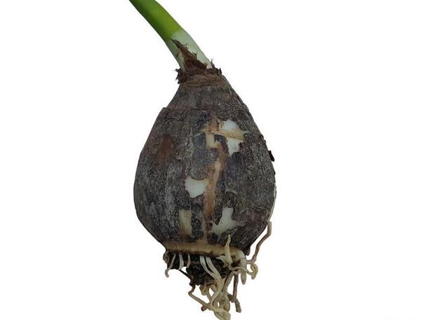 عکس پیاز گل نرگس