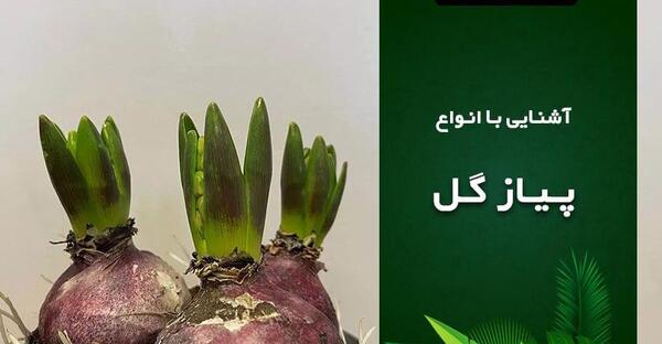 عکس پیاز گل نرگس