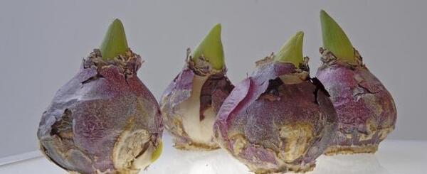 عکس پیاز گل نرگس