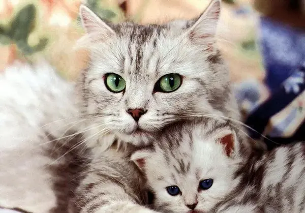 عکس گربه های لات