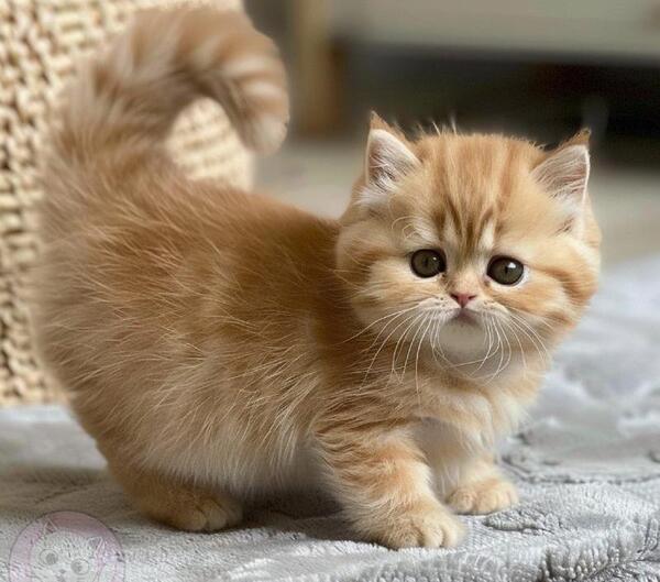 عکس گربه های لات