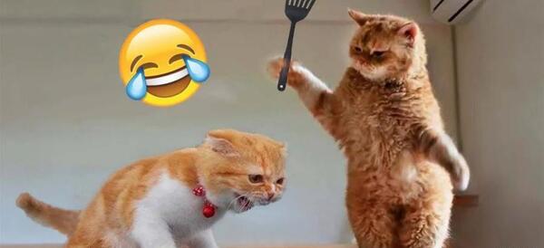 عکس گربه های لات