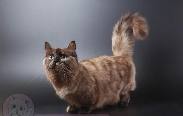 عکس گربه ی لات