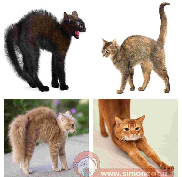 عکس گربه ی لات