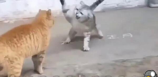 عکس گربه ی لات