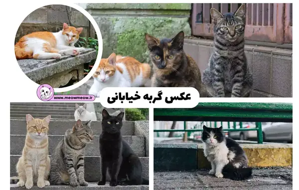 عکس گربه ماهی واقعی