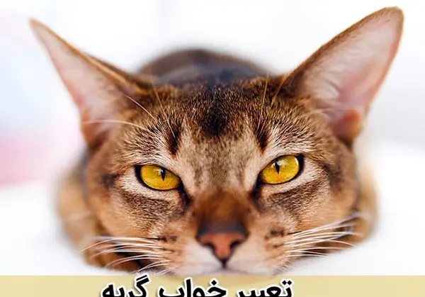عکس گربه ماهی دزد
