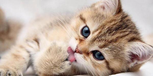 عکس گربه های ملوس و ناز