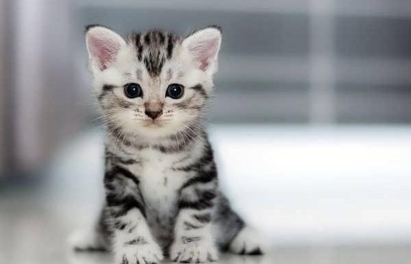 عکس گربه ناز و ملوس برای پروفایل